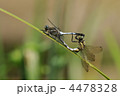 夏のトンボ　～シオカラトンボ～