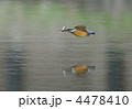 魚をくわえて水面を翔ぶカワセミ