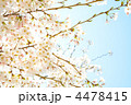 ソメイヨシノ(青空)