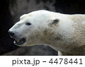 白熊