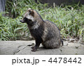 タヌキ