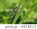 夏のトンボ　～コオニヤンマ～