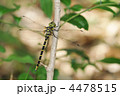 夏のトンボ　～ミルンヤンマ～