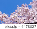 4478827