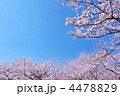 4478829