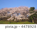サクラ－１