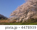 サクラ－２