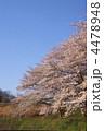サクラ－３