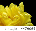 4479065