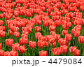 4479084