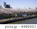 春の墨田川　花見