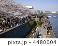 春の墨田川　花見