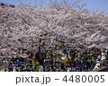 春の墨田川　花見