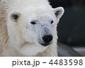 ホッキョクグマ