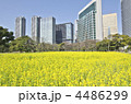 東京　浜離宮庭園　菜の花
