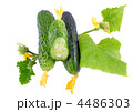 4486303