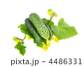 4486331