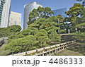 東京　浜離宮庭園　三百年の松
