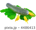 4486413