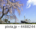 しだれ桜　氷川丸　横浜　山下公園