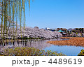 蓮池に映える満開の桜並木と柳の若葉