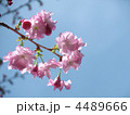 八重桜 八重桜