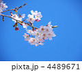 青空と桜 青空と桜