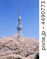 スカイツリーと桜