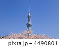 スカイツリーと桜