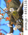 桜の枝にとまるメジロ