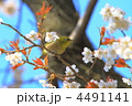 桜の枝にとまるメジロ