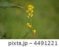 4491221