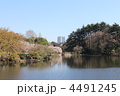 桜の季節、新宿御苑の池