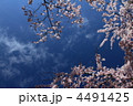 さくらさくら