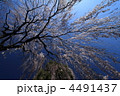 さくらさくら