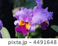 4491648