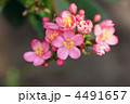 堤琴桜 テイキンザクラ タヒチアンチェリー