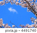 桜2012 桜2012