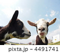 ヤギ ヤギ