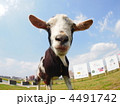 ヤギ2 ヤギ2
