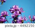 三葉躑躅が満開です。