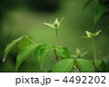 ヤマボウシの花