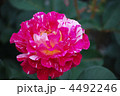 薔薇の花