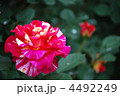 薔薇の花