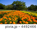 長居植物園のマリーゴールド