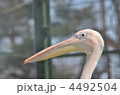 フラミンゴ