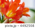 達磨君子蘭