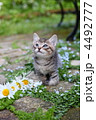 お庭で遊ぶ子猫