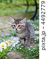 お庭で遊ぶ子猫