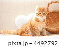 猫とバスケット